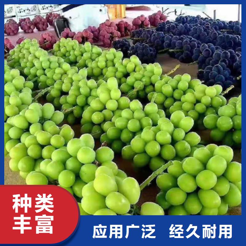 葡萄棠梨苗实地大厂价格实在