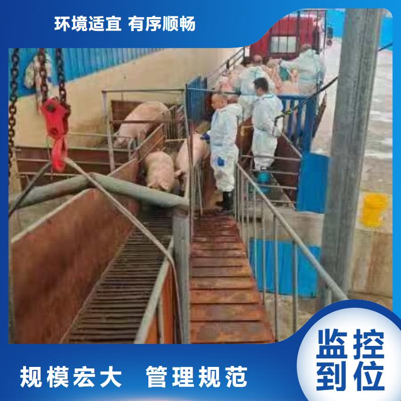 宿迁市泗阳到开封种猪运输舒适自在