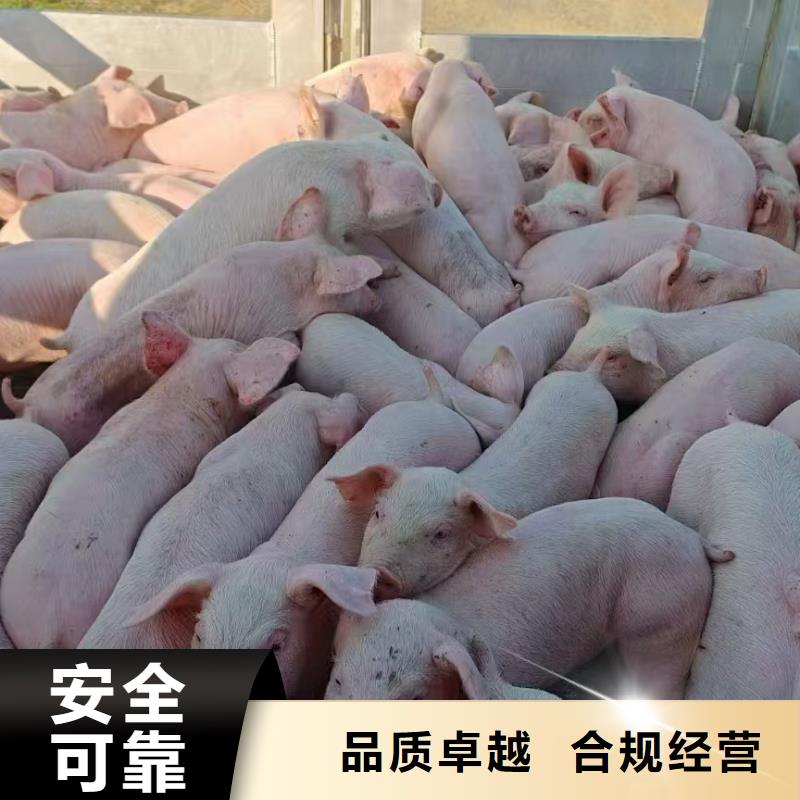 宿迁到宿迁猪笼车物流服务优质