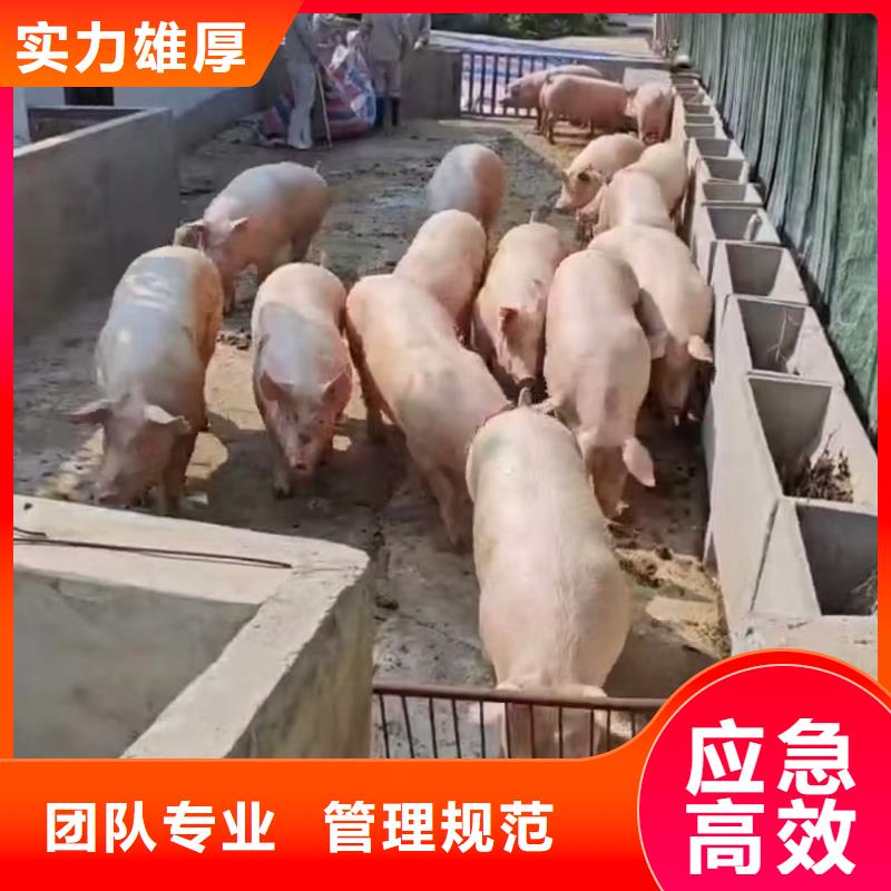 宿迁市沭阳到开封猪只运输专用车自家车辆