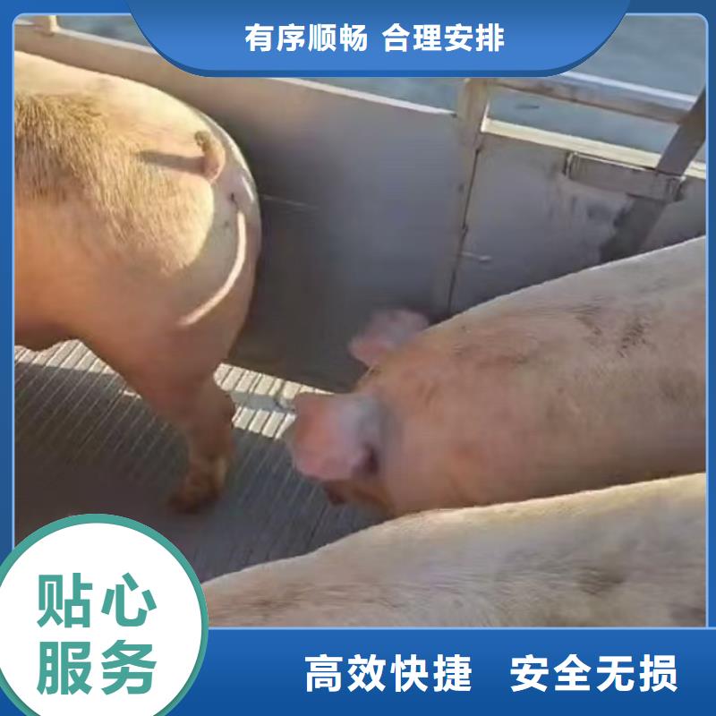 宿迁市泗阳到焦作猪运输妥善安置