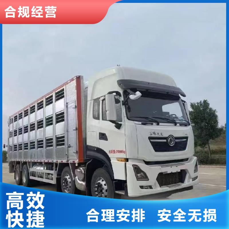 宿迁市沭阳到山东种猪运输省内隔天送达