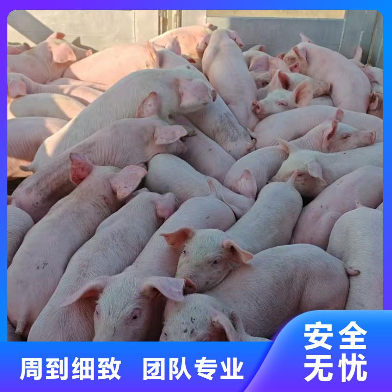 宿迁市沭阳到滨州农牧物流妥善安置