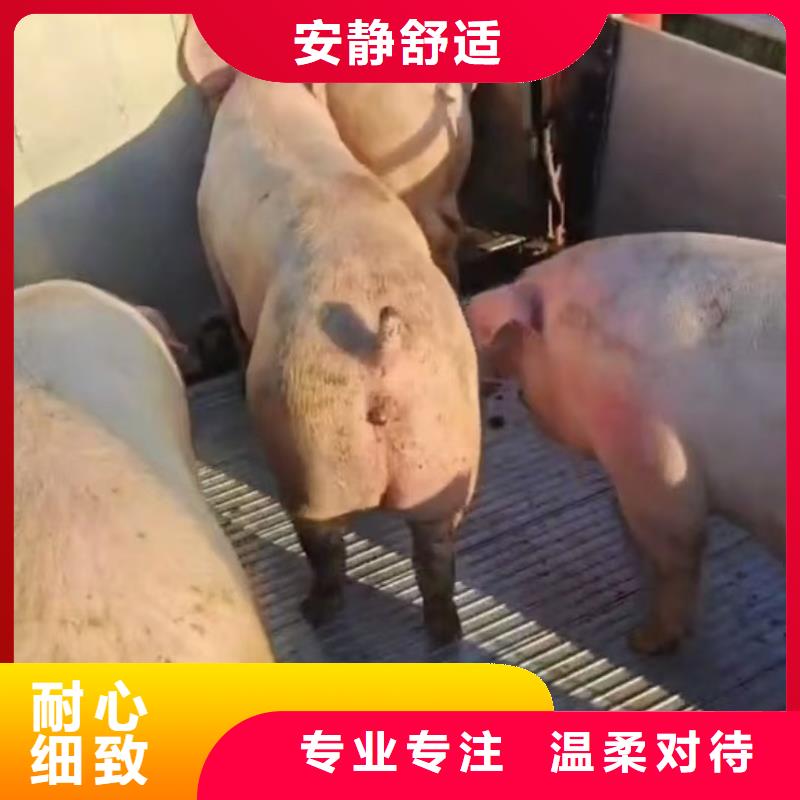 宿迁市泗阳到潍坊猪只贸易网络广泛