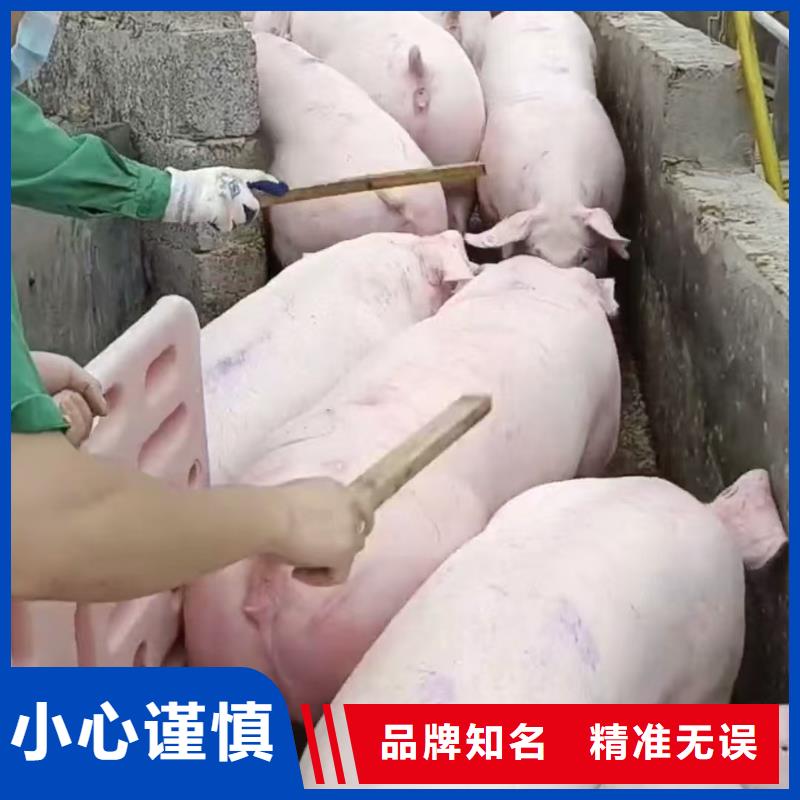 宿迁市泗阳到阜阳种猪恒温车运输快捷