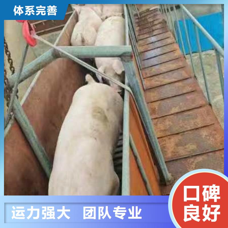 宿迁市泗阳到六安猪只运输专用车精准无误