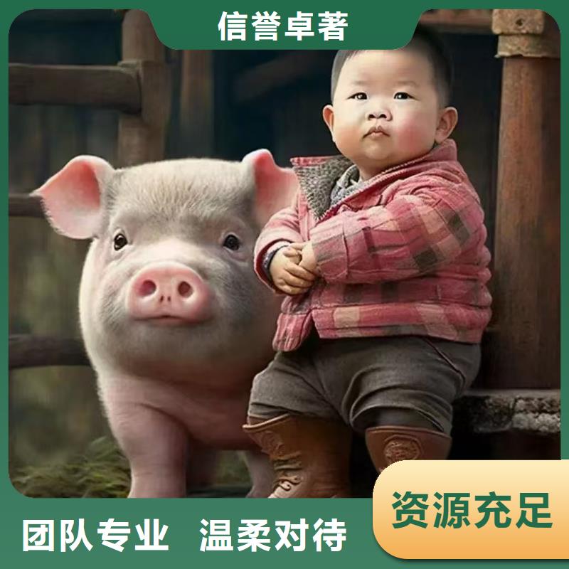 宿迁市沭阳到安徽畜禽运输信誉良好