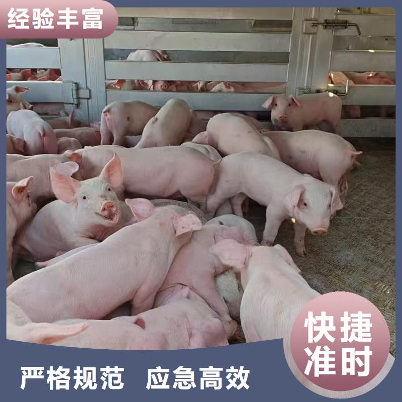 宿迁市泗阳到济南猪笼车运输资质齐全