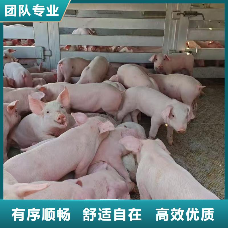 宿迁市到铜陵高栏车肥猪运输体系完善