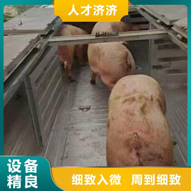 宿迁市到铜陵活禽物流有条不紊