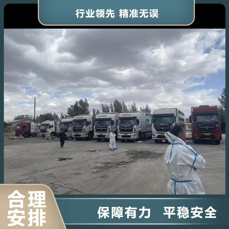宿迁市沭阳到滨州生猪恒温车运输合理安排