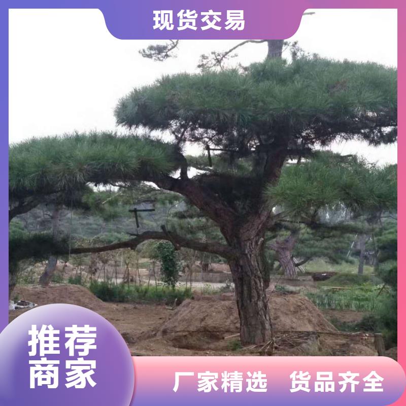 造型松造型油松欢迎来厂考察优选厂家