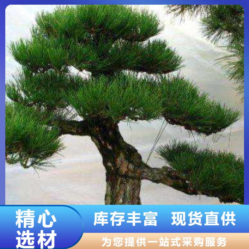 造型松迎客松价格低质量上乘