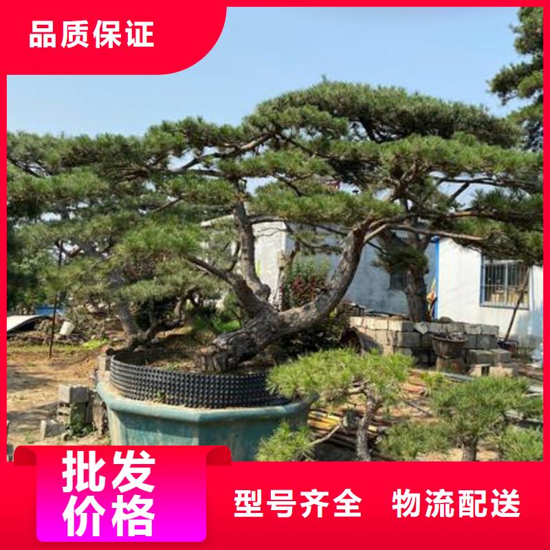 造型松主推产品好产品有口碑