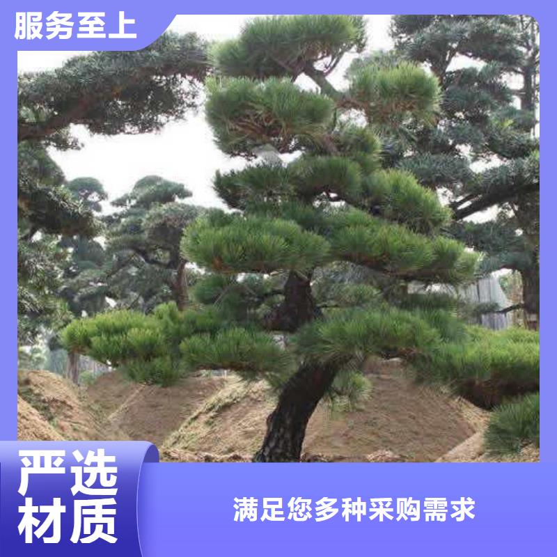造型松可零售可批发出货快